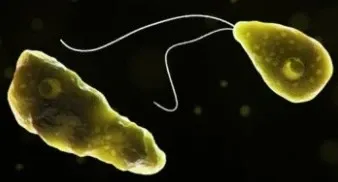 Why was an 11-Year-Old Girl Diagnosed with Amoebic Meningitis in Kerala?