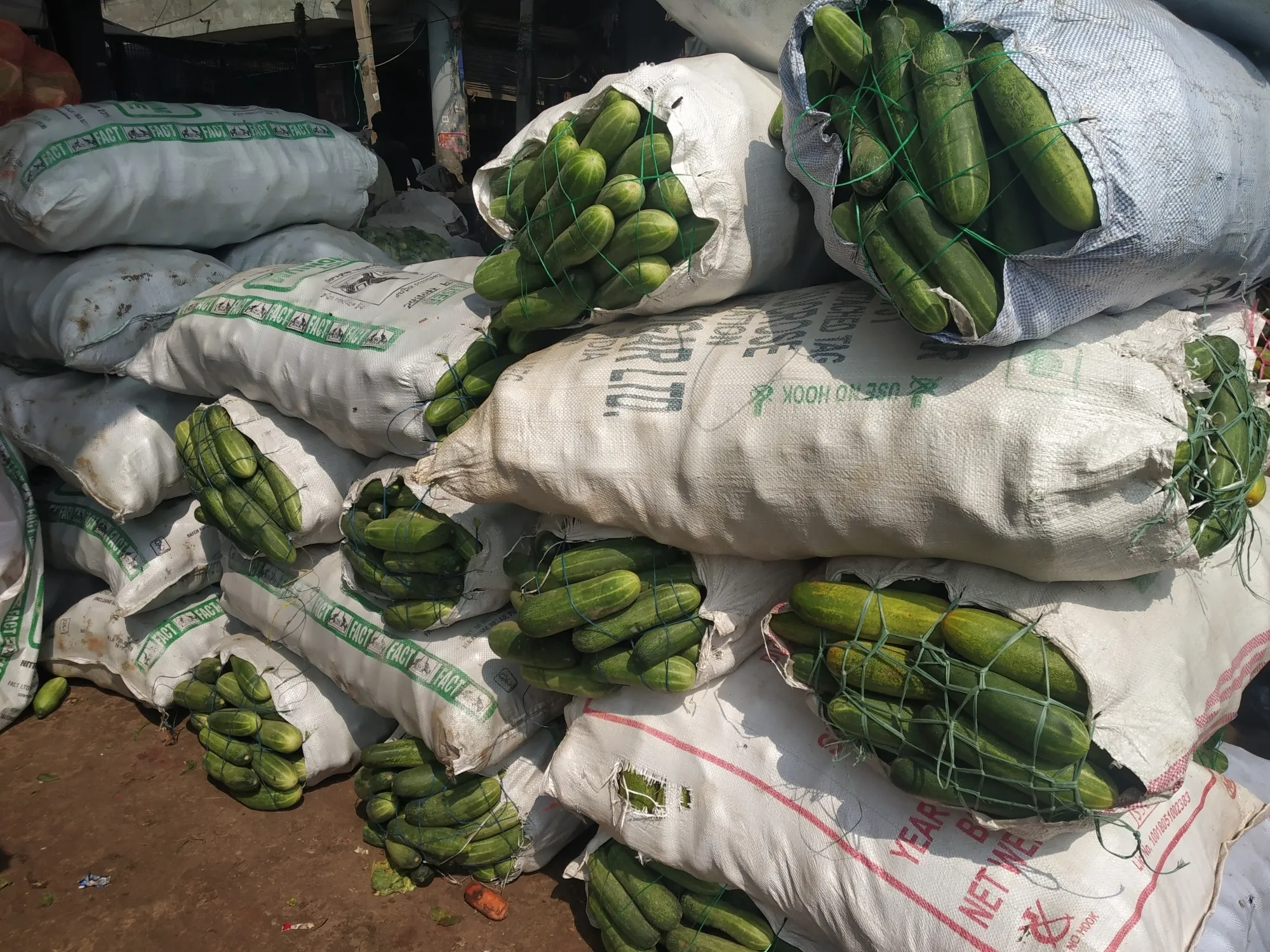 Was a Smuggling Attempt of 150 kg Sea Cucumbers Foiled in Nagapattinam?