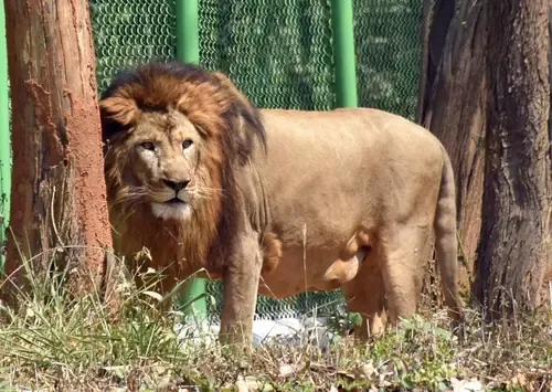 Did the 16th census reveal 891 Asiatic lions in Gujarat?