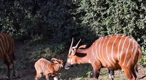17 Rare Mountain Bongos Returned to Kenya
