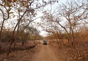 Why Are All 27 Wildlife Sanctuaries in Gujarat Closed to Tourists Until October 15?