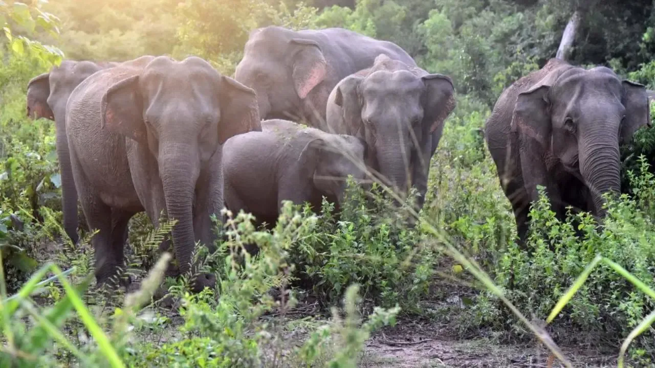 Approximately 50 Wild Elephants Electrocuted in Sri Lanka This Year