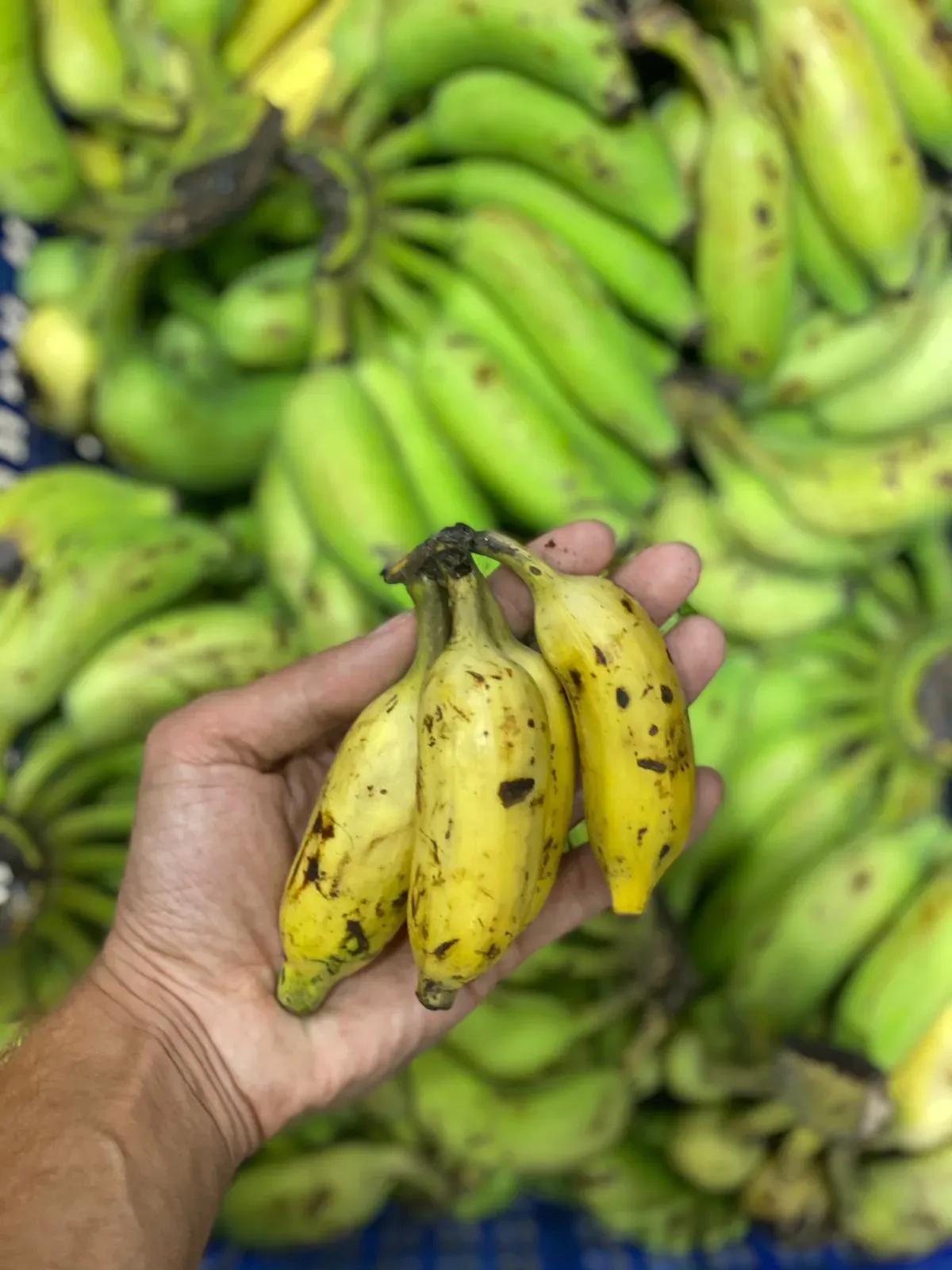 Are 60% of Global Banana Growing Areas Facing the Threat of Climate Change?