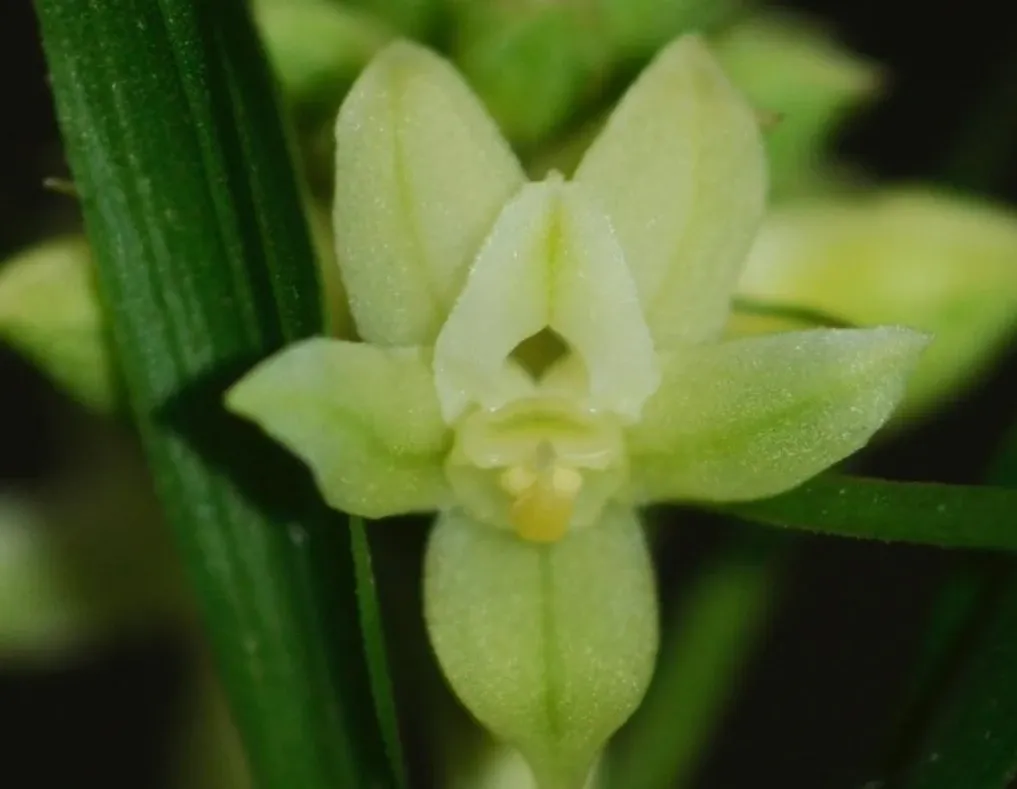How Many Orchid Species Have Been Documented in Assam's Kaziranga National Park?