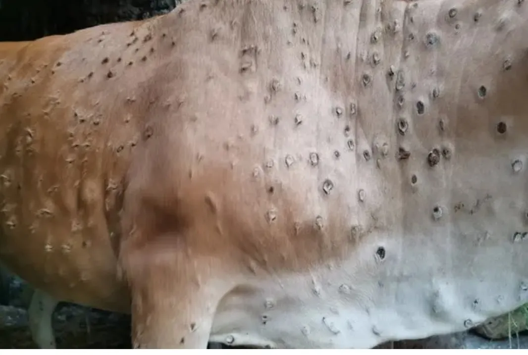 73 Instances of Lumpy Skin Disease Documented in Namibia