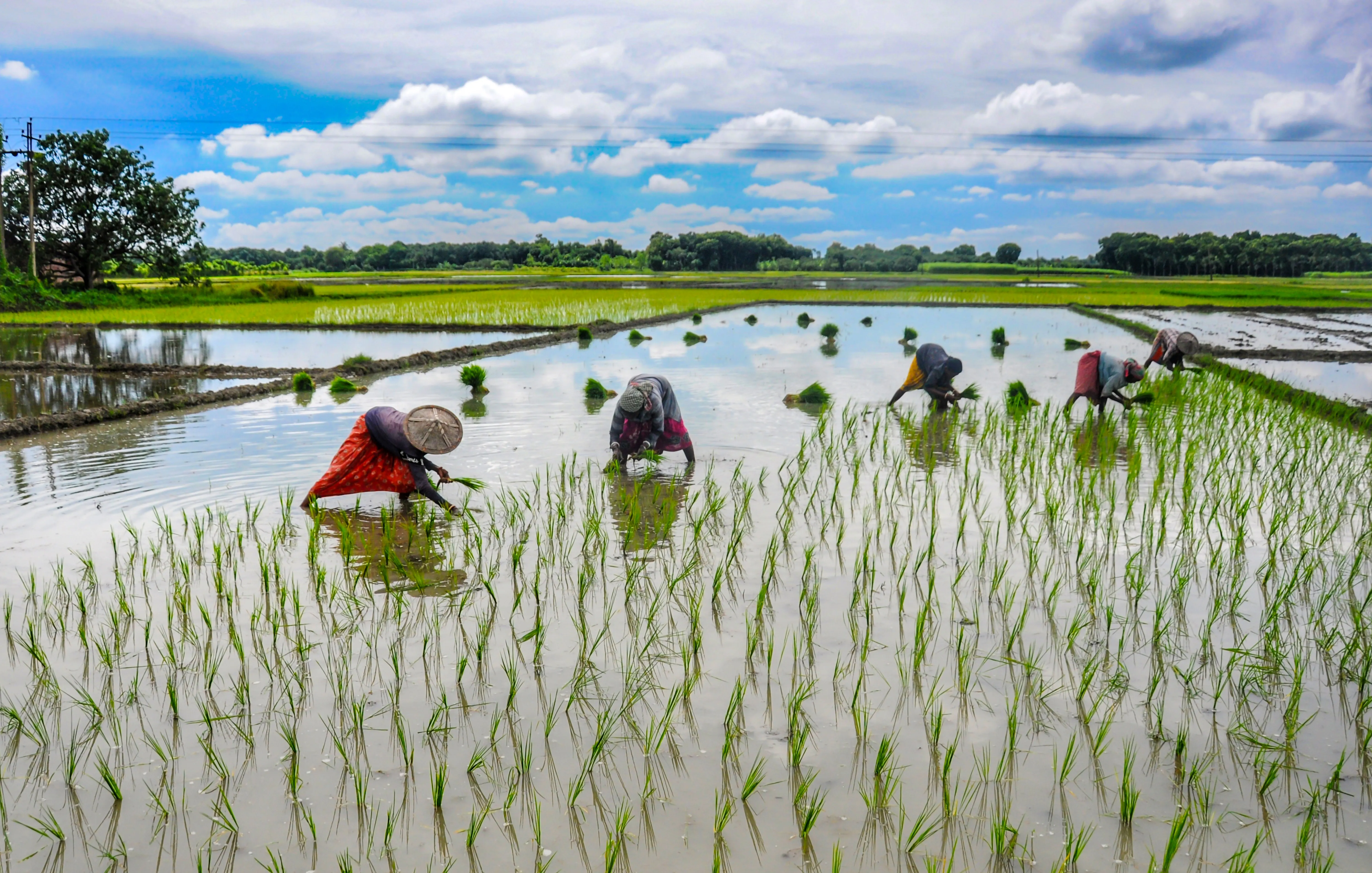Have 78.41 Crore Applications Been Insured Under PMFBY?