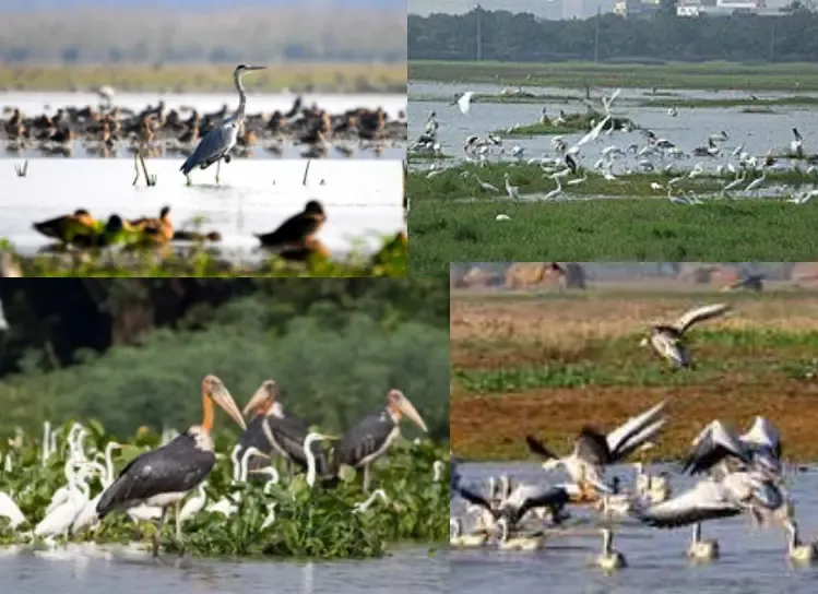 92,885 Migratory Birds from 85 Species Documented in Himachal's Pong Wetlands