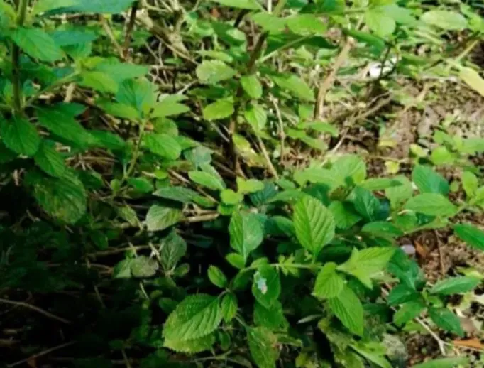 क्या औषधीय गुणों का खजाना ‘लिपिया अल्बा’ कई स्वास्थ्य समस्याओं का है ‘दुश्मन’?