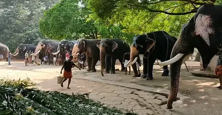क्या ओडिशा के सहारागोडा गांव में मादा हाथी की मौत की जांच शुरू हुई?