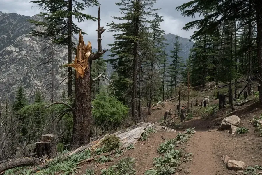 Dispute Over Jungle Ownership Results in Casualties in Afghanistan