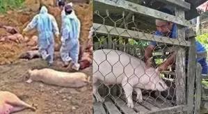 Mizoram Faces Rs 336.49 Crore Loss in 2024 Due to African Swine Fever; Over 39,200 Pigs Affected