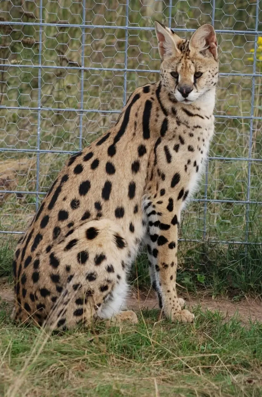 BSF Saves African Wild Cat from Smugglers at India-Bangladesh Border