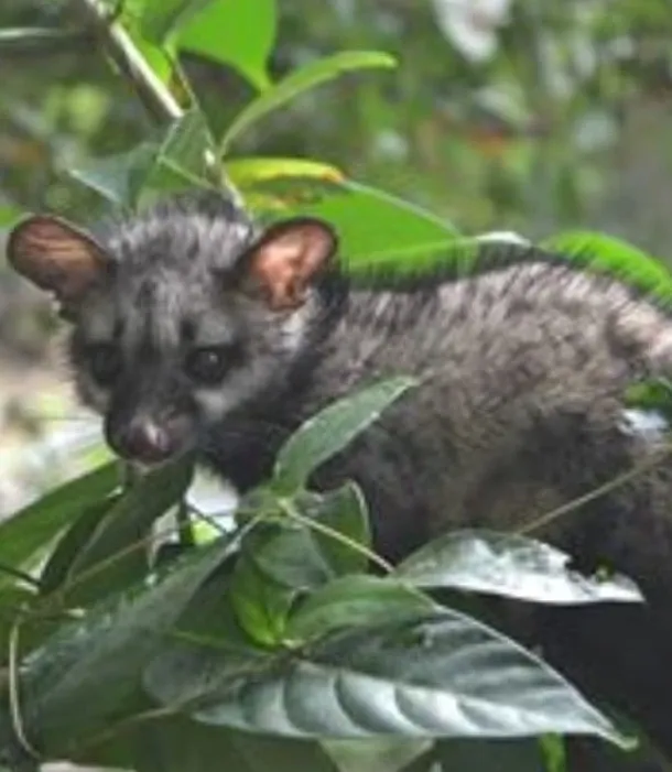 Did a Toddy Cat Disrupt Proceedings at Kerala HC?