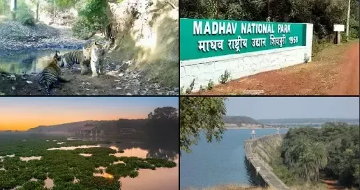 Fantastic Update! PM Modi Celebrates Madhya Pradesh's New Tiger Reserve Recognition