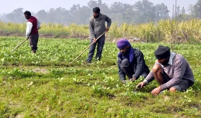 Farm Sector Receives Nearly Sixfold Budget Increase Over a Decade