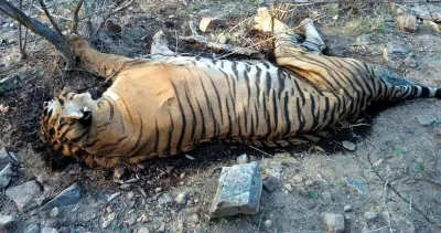 Another Tiger Found Dead in Madhya Pradesh, Fourth in a Month