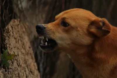 Tamil Nadu Health Authorities Ensure 24/7 Access to Anti-Rabies Vaccine Amid Rising Cases