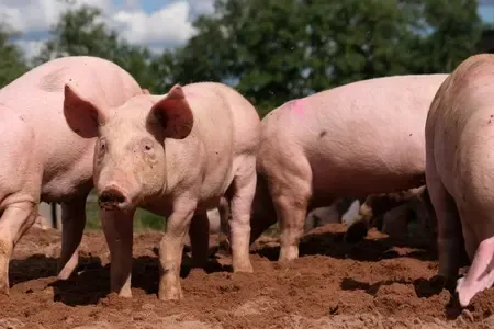 ASF Outbreak Claims Over 1,050 Swine in Three Mizoram Districts