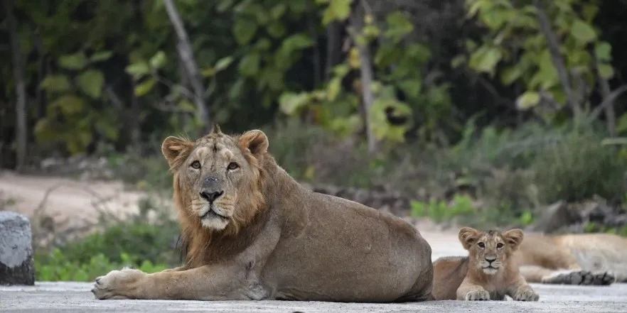 Is the Asiatic Lion Census in Gujarat Set to Cover 35,000 Sq Km?