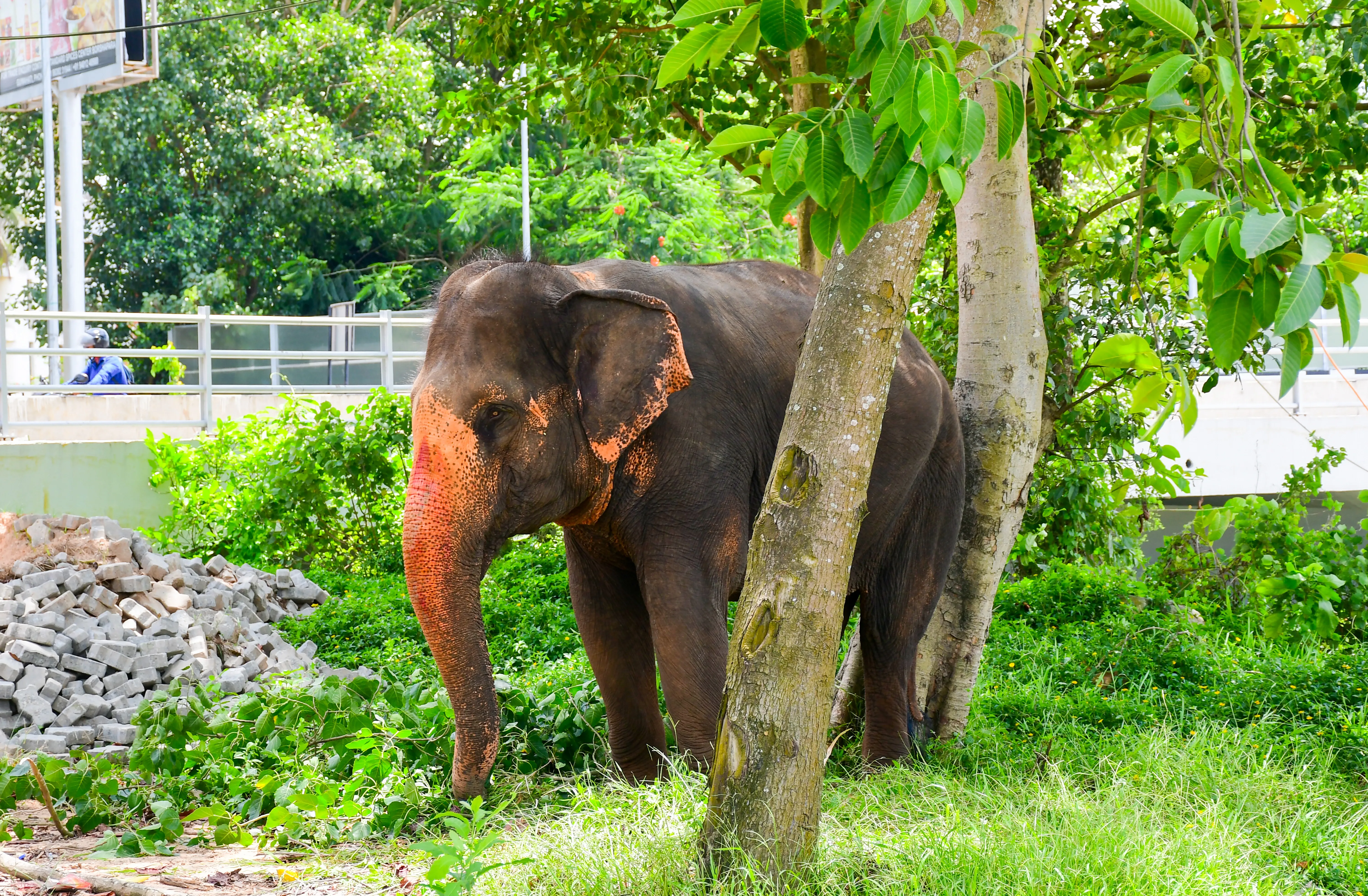 What Measures is the Assam Cabinet Taking to Address Human-Elephant Conflict?