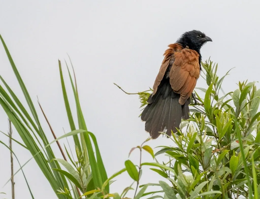 What Did the Recent Survey Reveal About Grassland Birds in Assam?