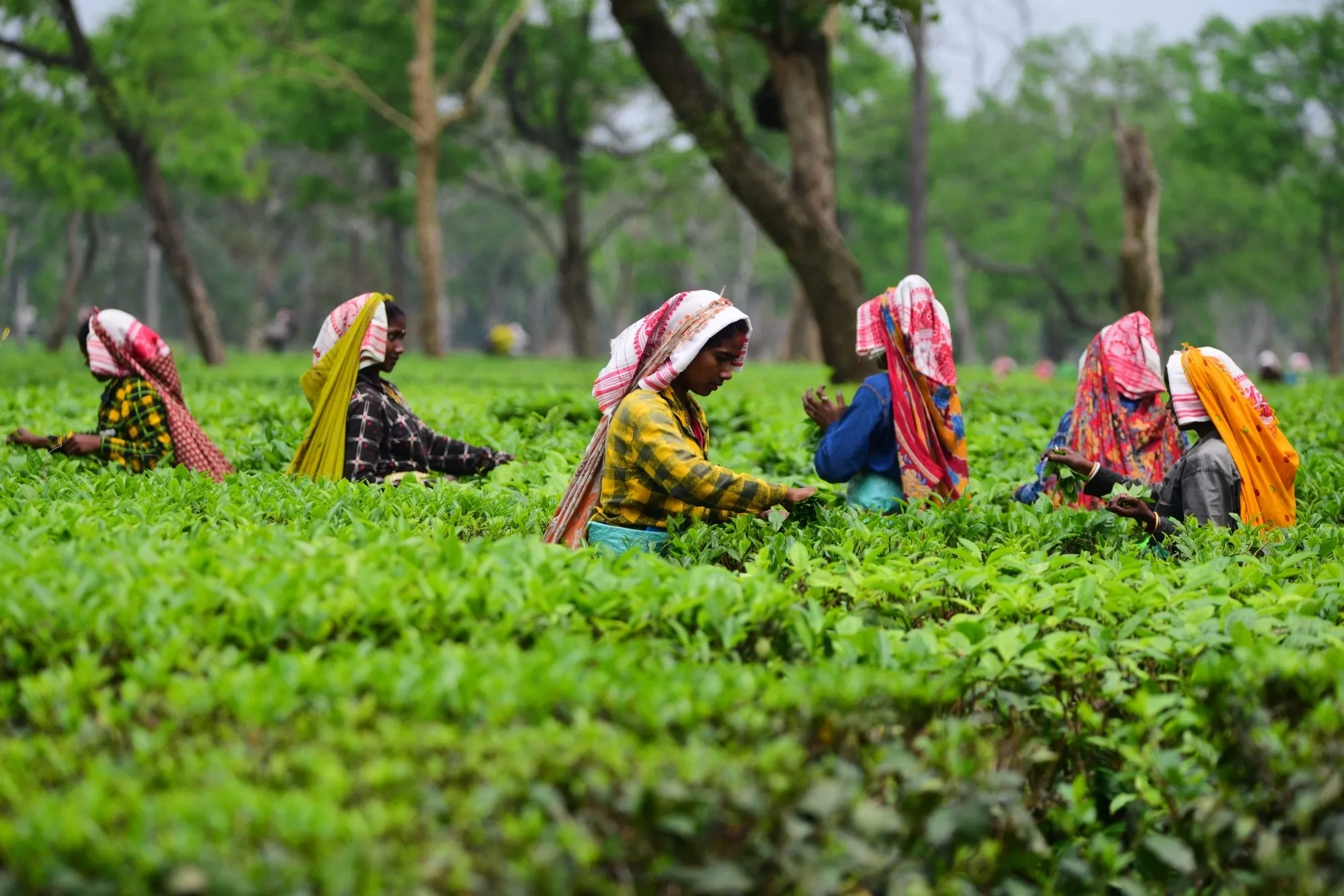 What Are the New Wages for Tea Garden Workers in Assam?