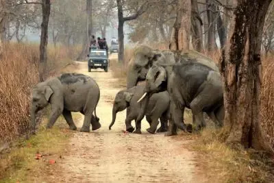 How is Assam's 'Gaja Mitra' Tackling Human-Elephant Conflict?