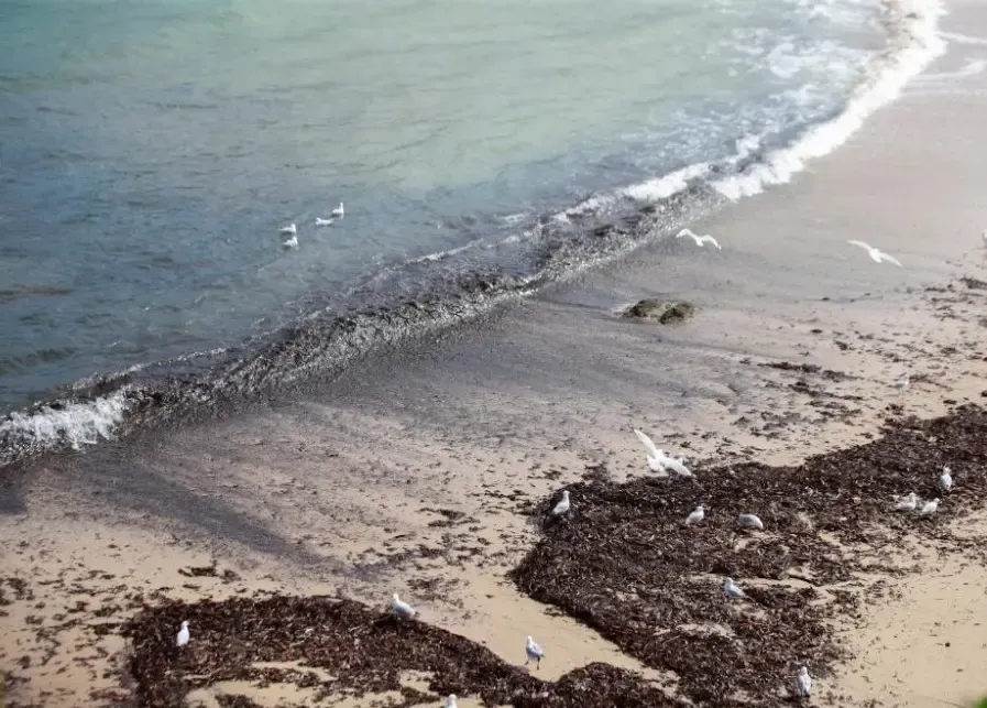 Sydney: Closure of Nine Beaches Due to Mysterious Debris Balls