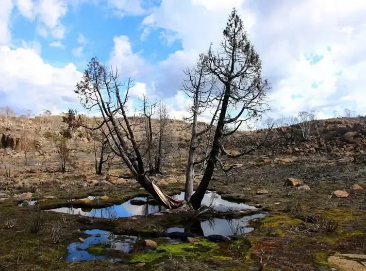 Australian Ecosystems Under Severe Threats, Report Reveals