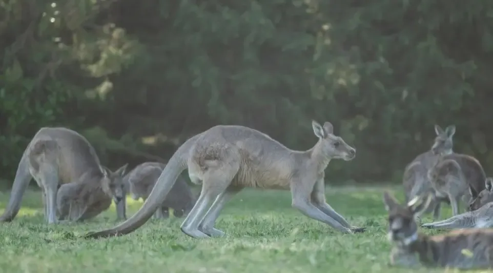 Australian Individual Detained in Connection with the Deaths of 98 Kangaroos