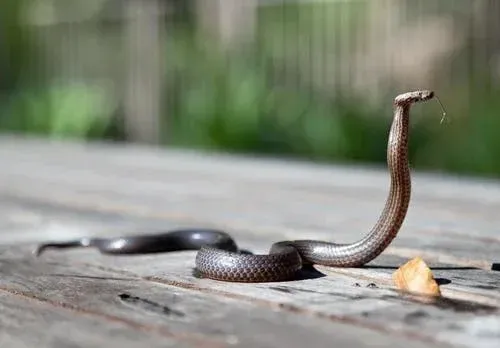 Tragic Death of Australian Teen Following Snake Encounter
