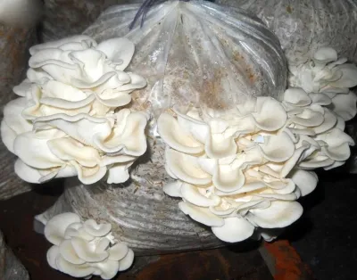 Did an Australian woman really murder three family members with poisonous mushrooms?