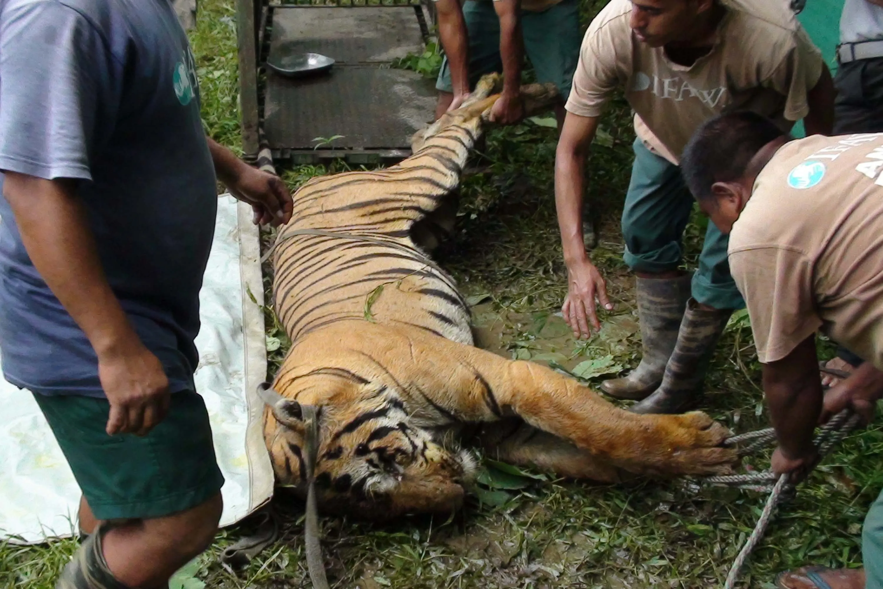 Did a Territorial Fight Lead to the Tigress' Death in Panna Tiger Reserve?