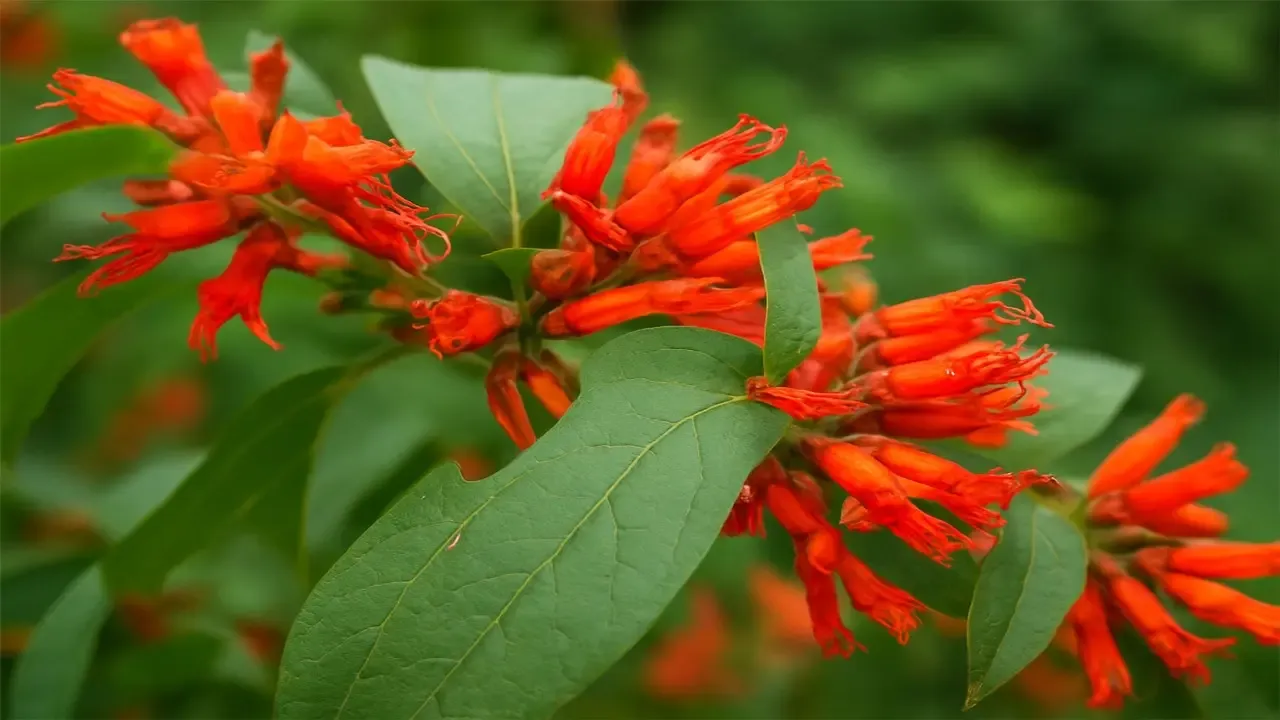क्या आयुर्वेद का खजाना है धातकी का पौधा? जानें इसके अद्भुत लाभ