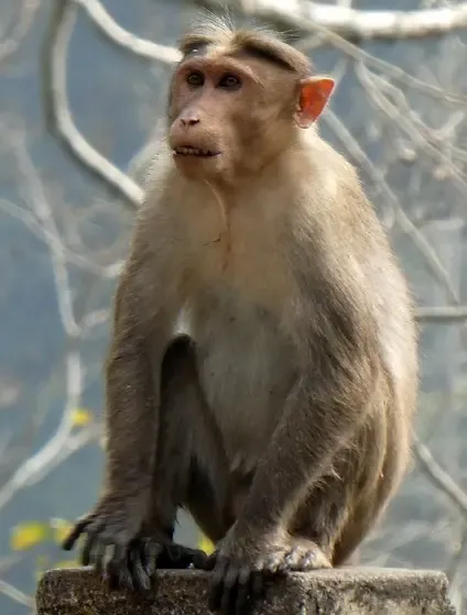 Bihar: Class 10 Student Dies After Monkey Pushes Her from Rooftop