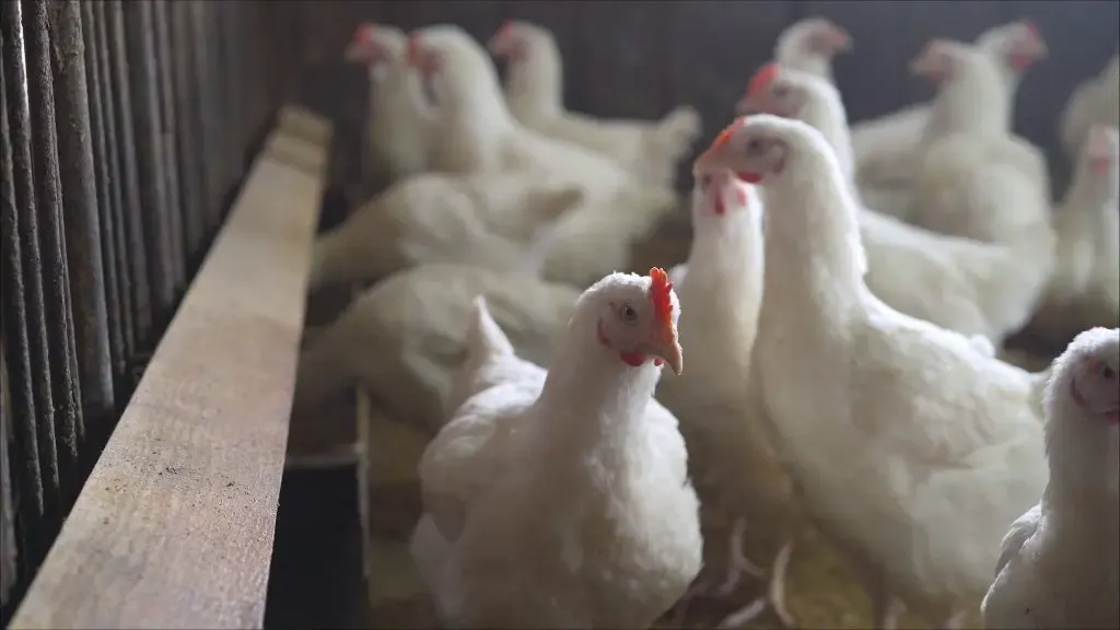 Bird Flu: Indian Government Mandates Poultry Farm Registration and Increased Surveillance