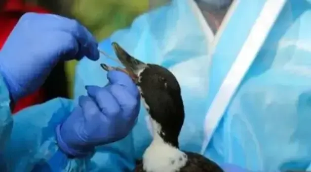 Bird Flu Detected in Crows in Jehanabad, Bihar; Authorities on Alert
