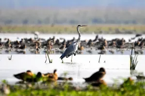 Bird Flu Detected in Jaisalmer's Migratory Birds, Authorities Urge Vigilance