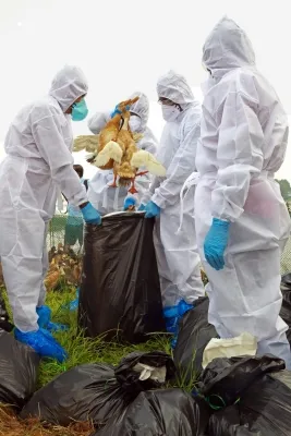 California Faces Escalating Bird Flu Threat as Human Cases Increase
