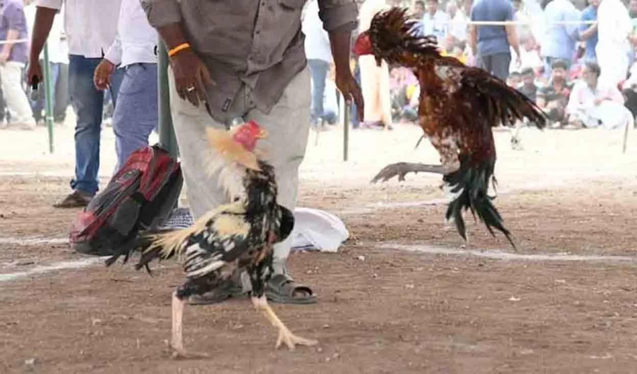 BRS MLC Interrogated by Police Over Rooster-Fight Betting Incident