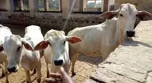 Cabinet Greenlights Initiative to Combat Livestock Diseases with Rs.3,880 Crore Investment