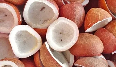 Cabinet Increases MSP for Copra to Rs 12,100 per Quintal