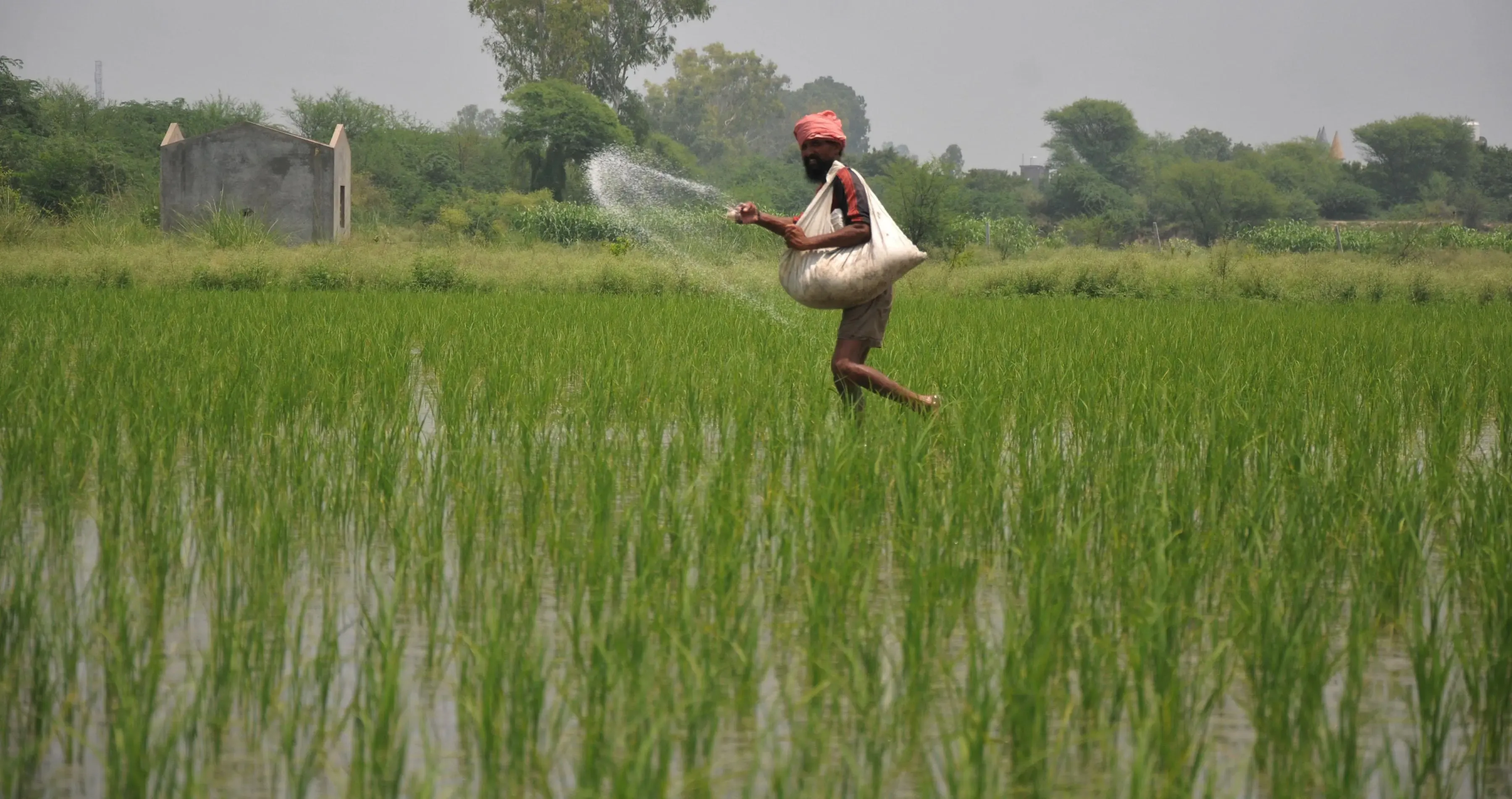 Union Cabinet Approves Continued DAP Fertilizer Subsidy for Farmers