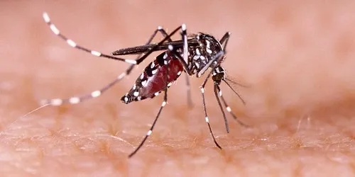 How many dengue fever cases has Cambodia recorded in 2025?