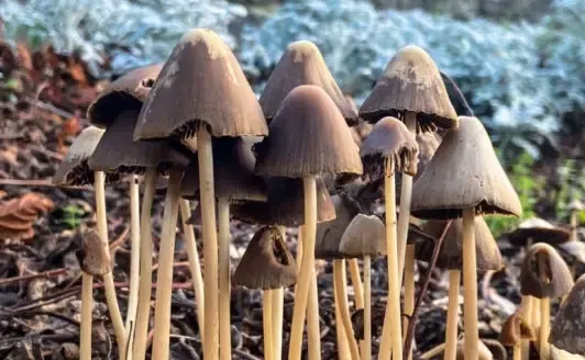 Can Psilocybin from Mushrooms Enhance Health for Parkinson's Patients?