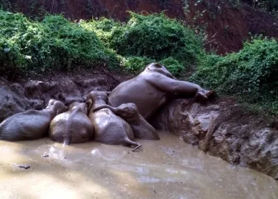 What Happened to the Five Wild Elephants Found in Kerala’s Ernakulam Forests?
