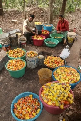 Are Cashew Farmers in Nagapattinam Facing 50% Yield Loss Due to Unseasonal Rains and Pests?