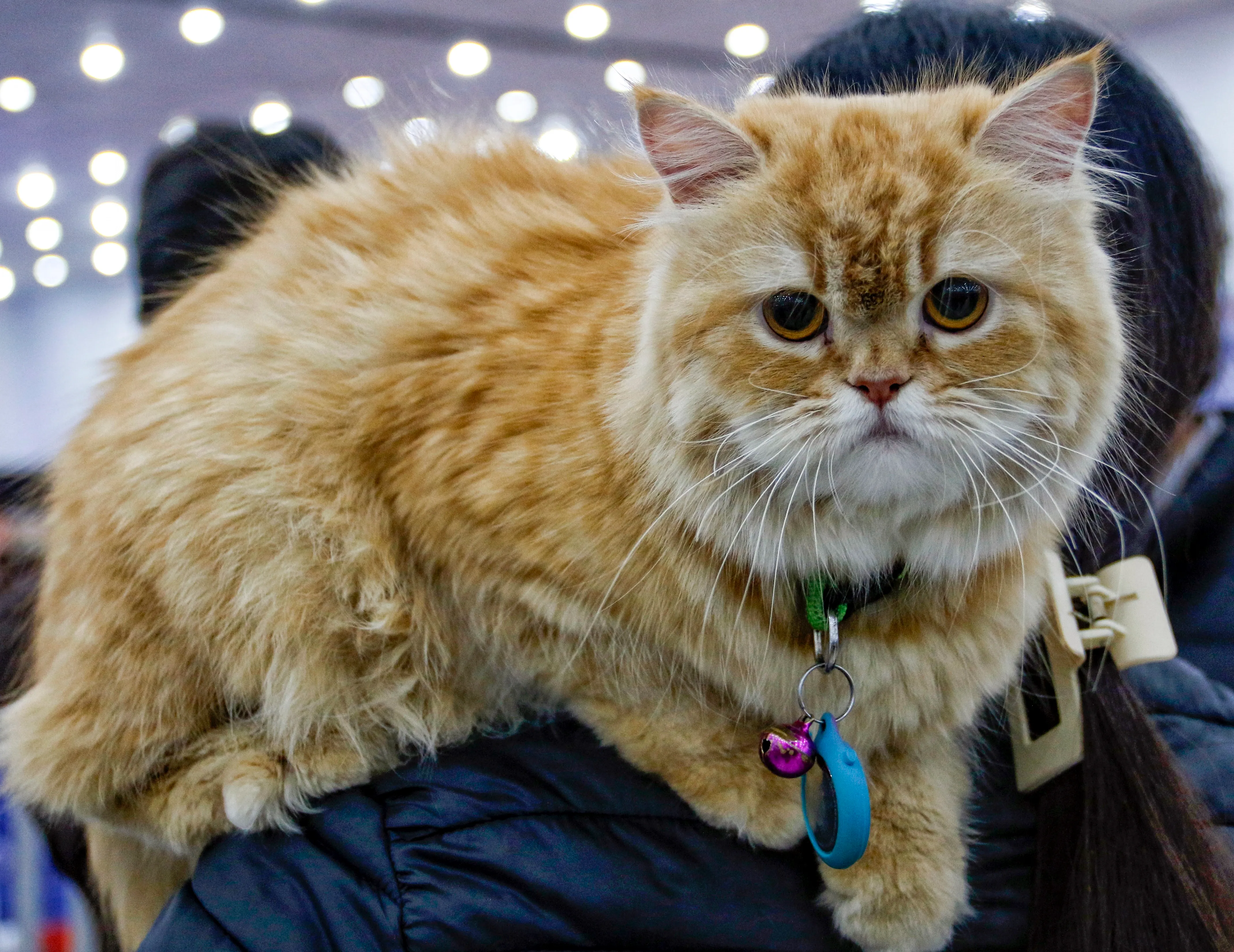 Could Cats Help Us Develop Treatments for Dementia and Alzheimer’s?
