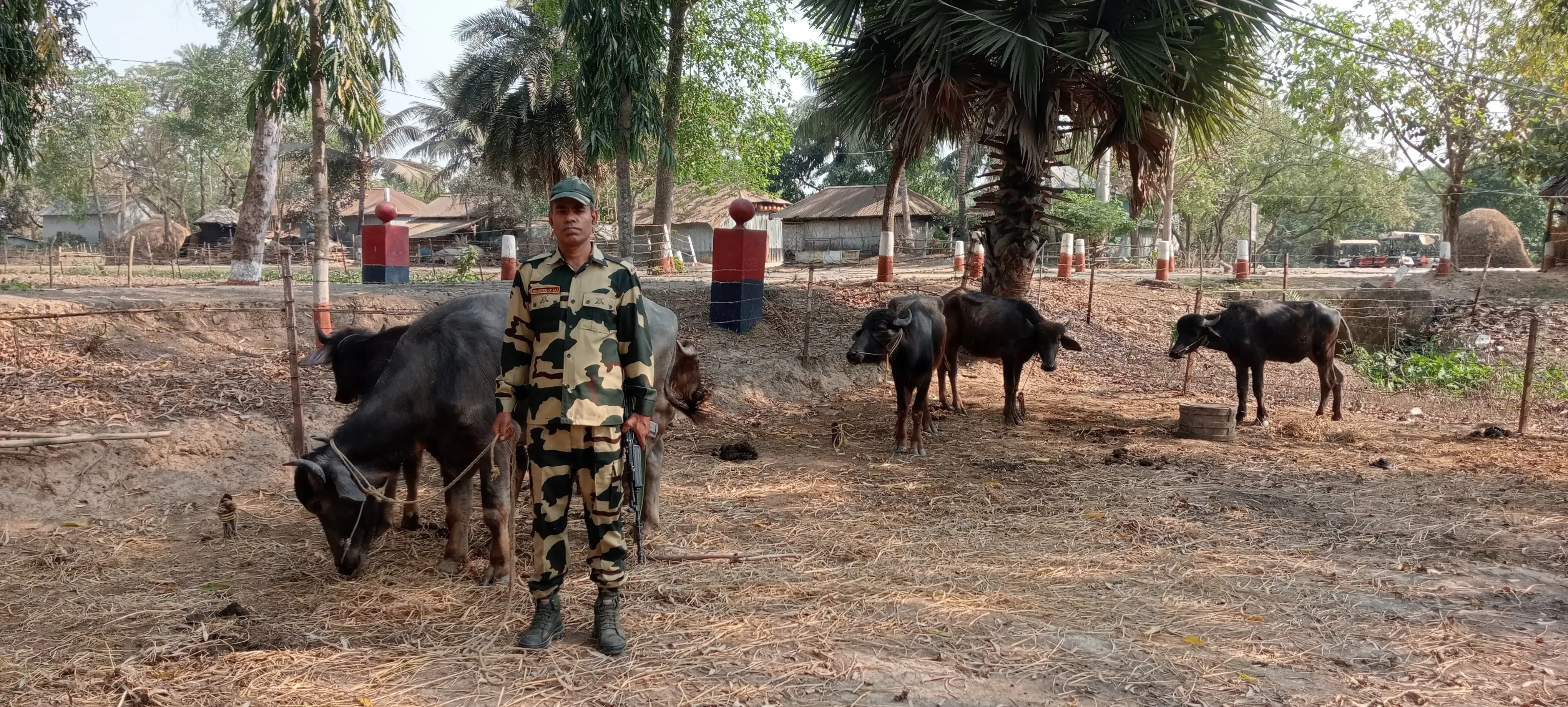 BSF Intercepts Cattle Smuggling Along Indo-Bangladesh Border Before Eid