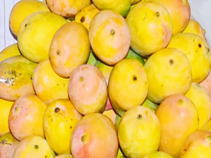 What Compensation is the Central Government Offering to Karnataka's Mango Farmers?